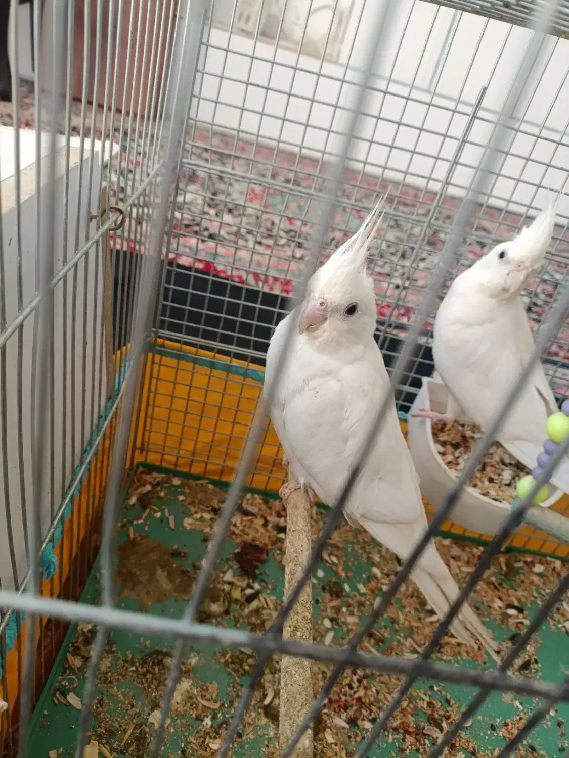 یک جفت عروس هلندی آلبینو|پرنده|سیرجان, |دیوار