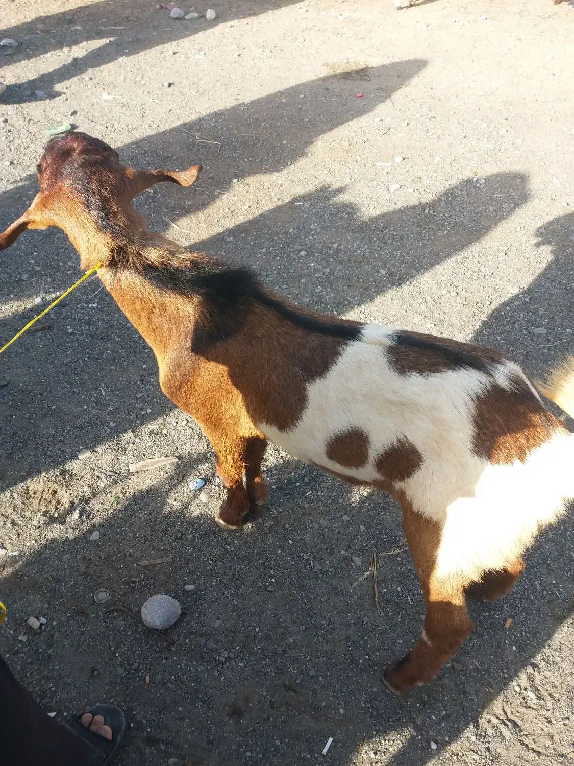 چپشت|حیوانات مزرعه|میناب, |دیوار