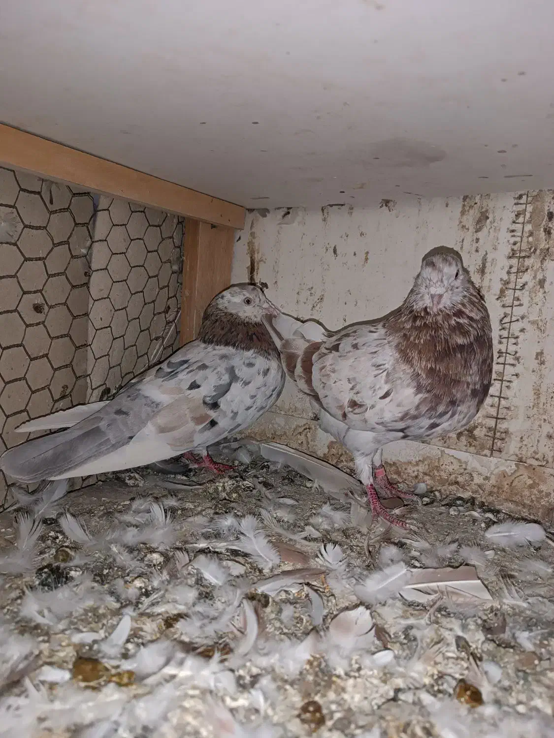 شازده .سرور|پرنده|رباطکریم, نصیرشهر|دیوار