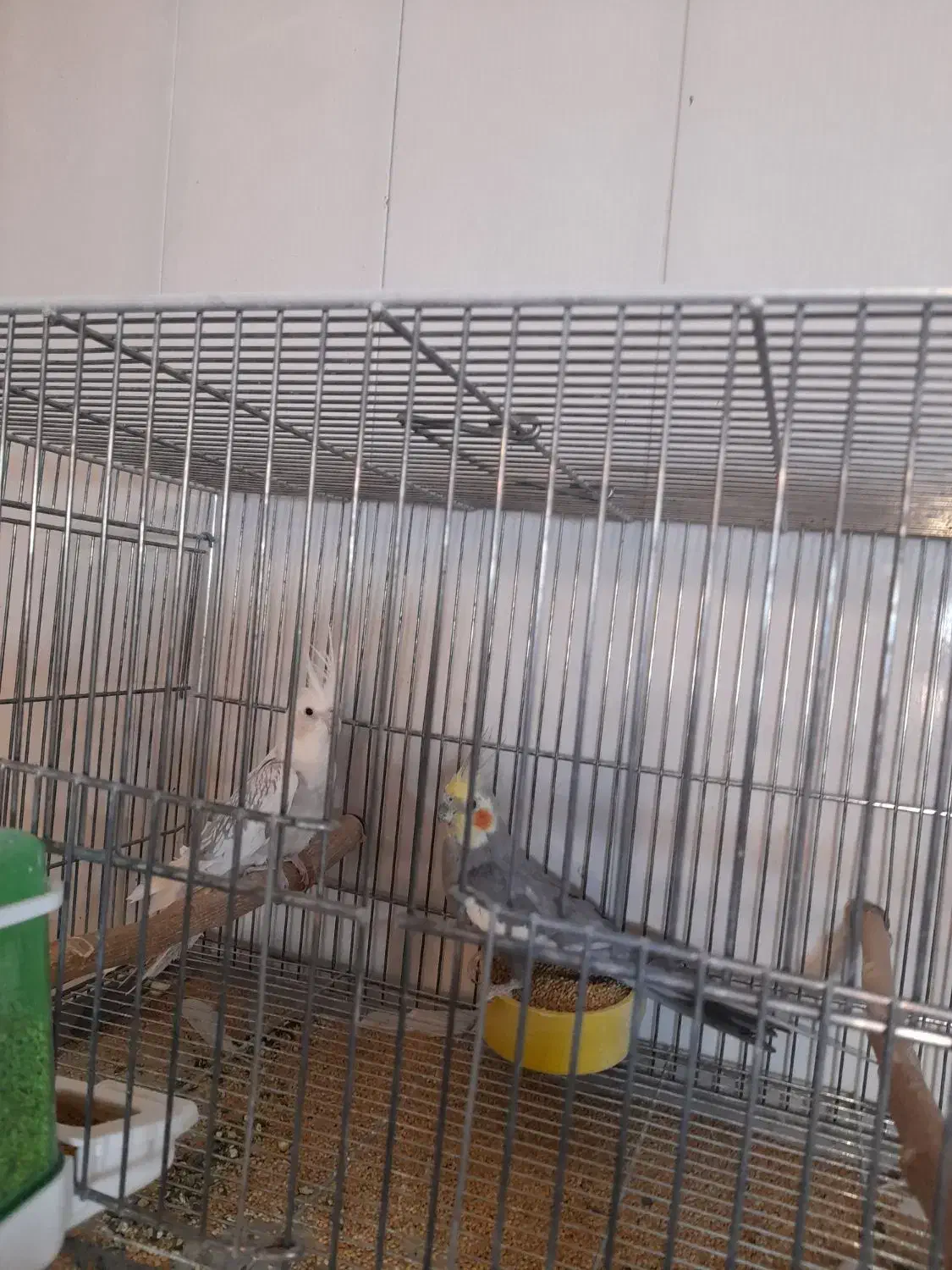 عروس هلندی مولدوتکفروشی|پرنده|بروجن, |دیوار