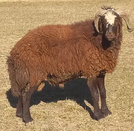 بره قوچ شیشک قوچ میش بز سگ|حیوانات مزرعه|چنارود, |دیوار