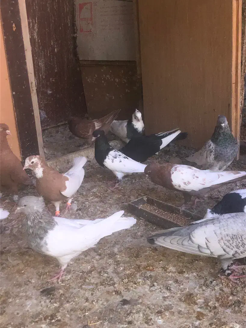 کبوتر فروشی|پرنده|شیراز, ابیوردی|دیوار