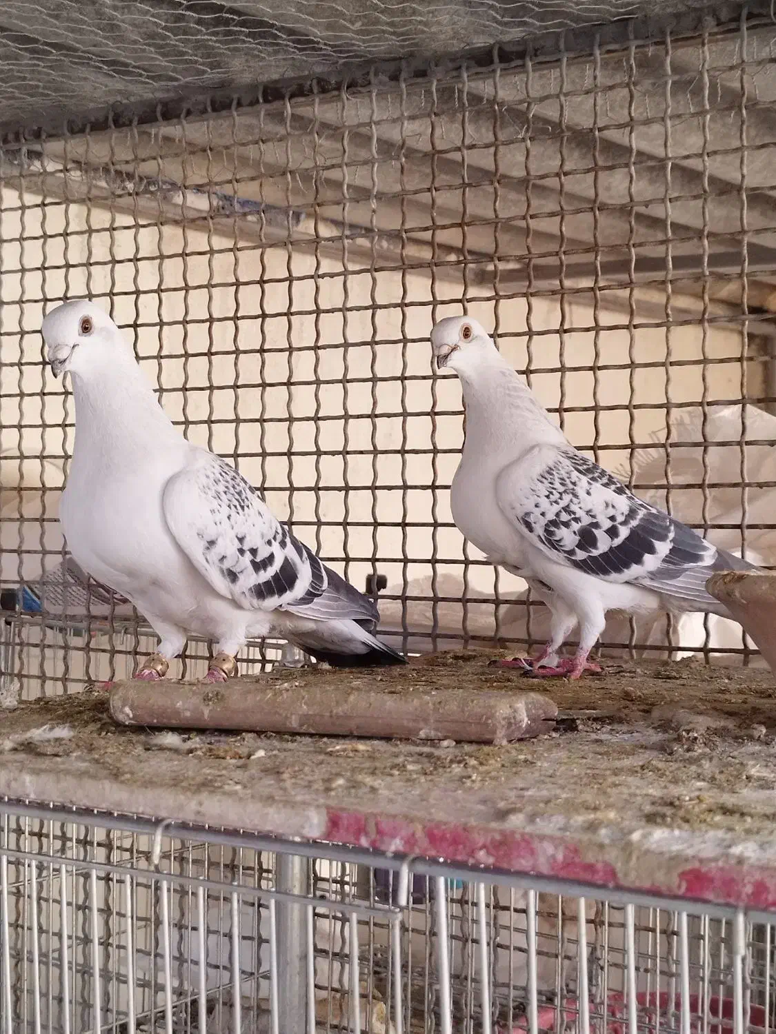 شامی|پرنده|باغ بهادران, |دیوار