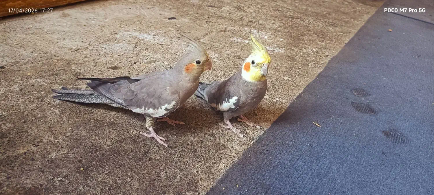 2500000|پرنده|تهران, یاخجی آباد|دیوار