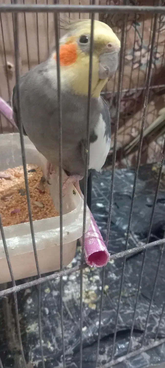 عروس هلندی آهویی|پرنده|آبادان, |دیوار