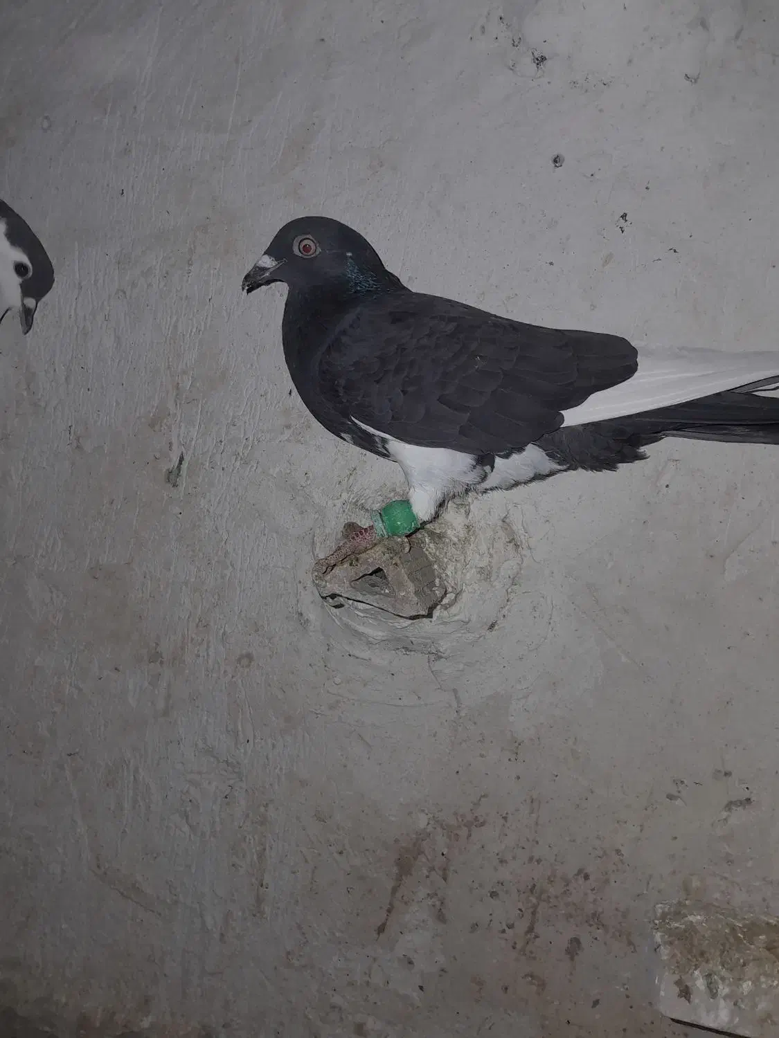 کبوتر|پرنده|شیروان (خراسان), |دیوار