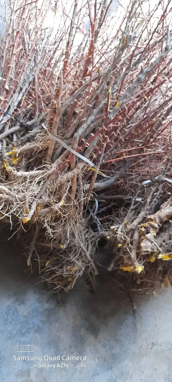 نهال زرشک|گل و گیاه طبیعی|زهان, |دیوار