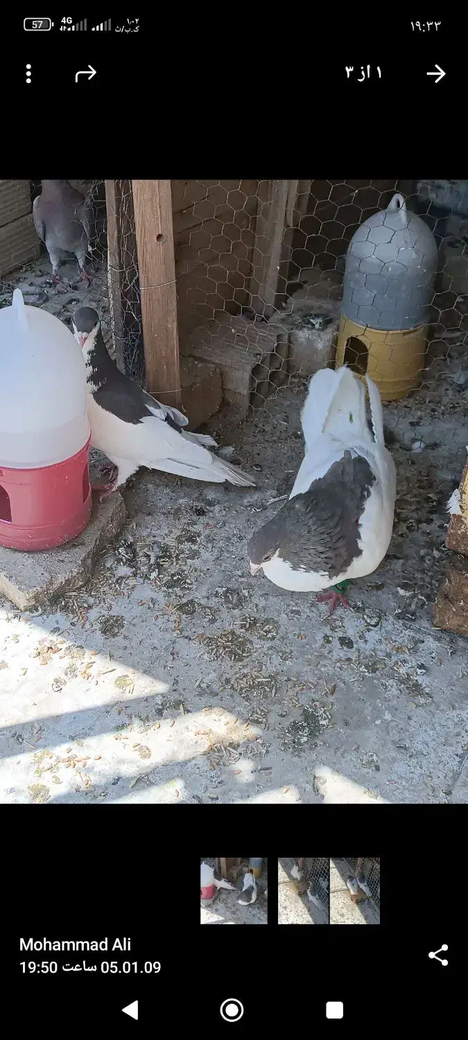 فروش|پرنده|کازرون, |دیوار