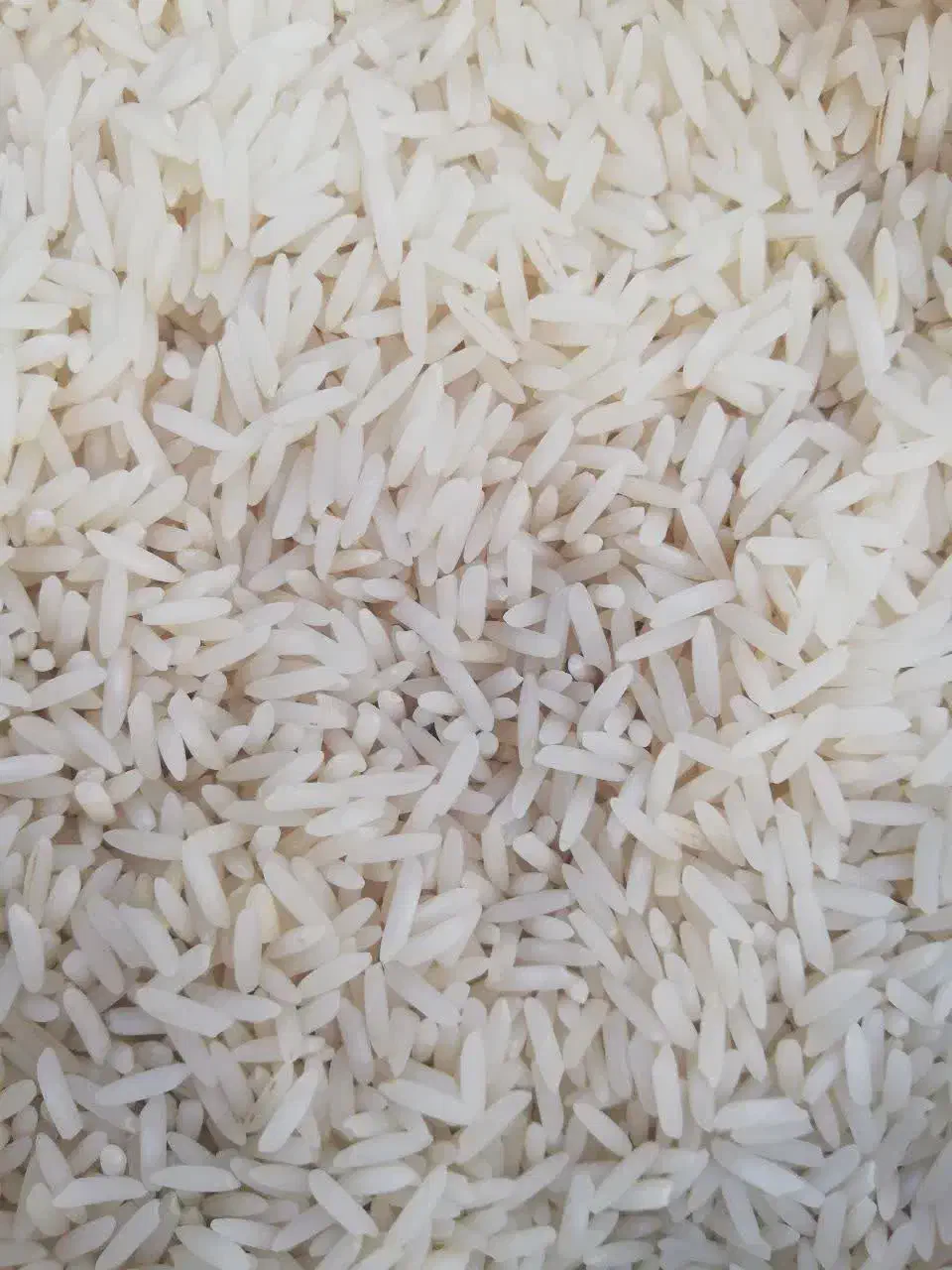 برنج شیرودی سورتینگ شده،و عنبربو|خوردنی و آشامیدنی|قم, عمار یاسر|دیوار