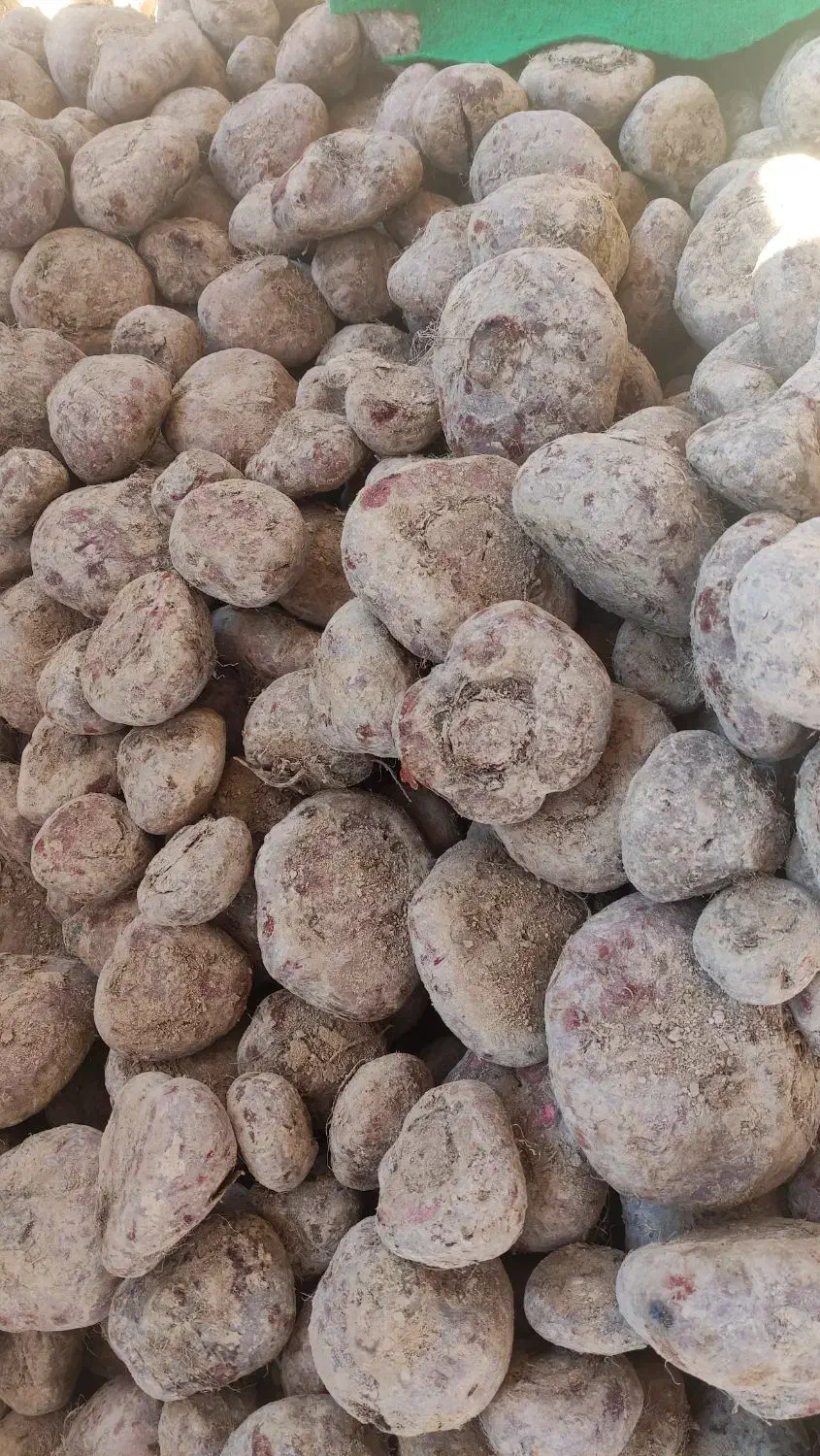 چغدر لبو|خوردنی و آشامیدنی|قم, نیروگاه|دیوار