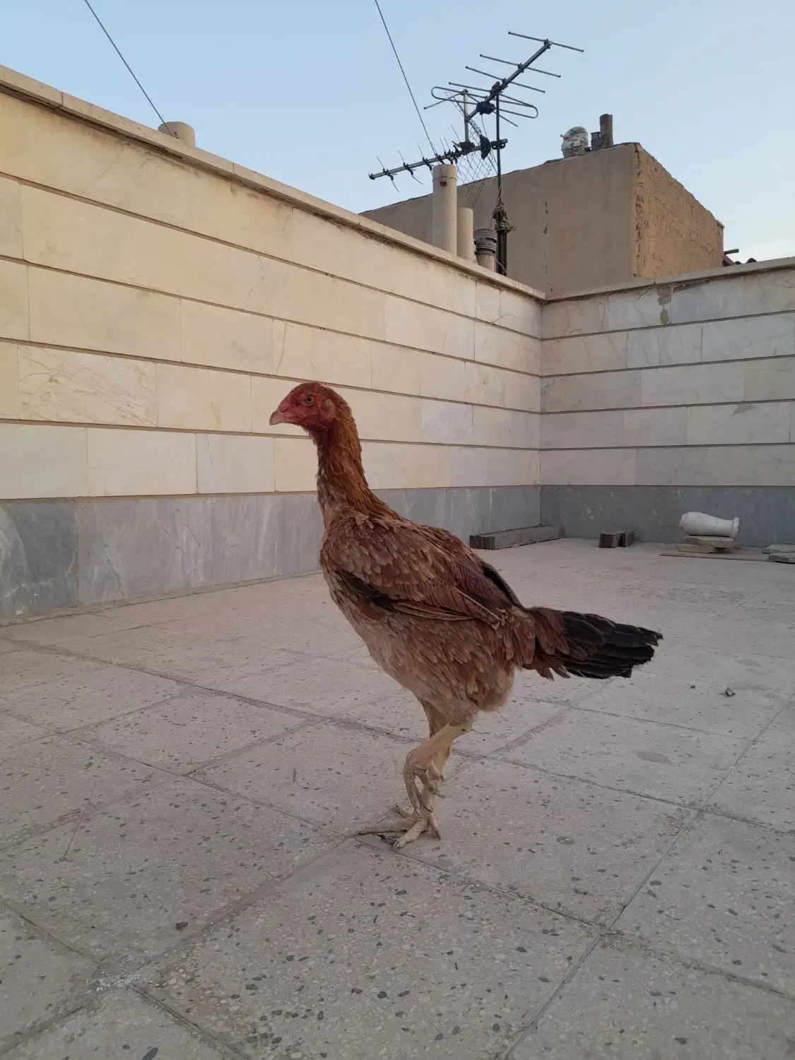 جوجه لاری ۸ ماهه|حیوانات مزرعه|ری, شهرری|دیوار