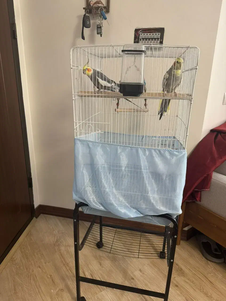 یک جفت عروس هلندی با قفس و پایه قفس|پرنده|ری, جوانمرد قصاب|دیوار