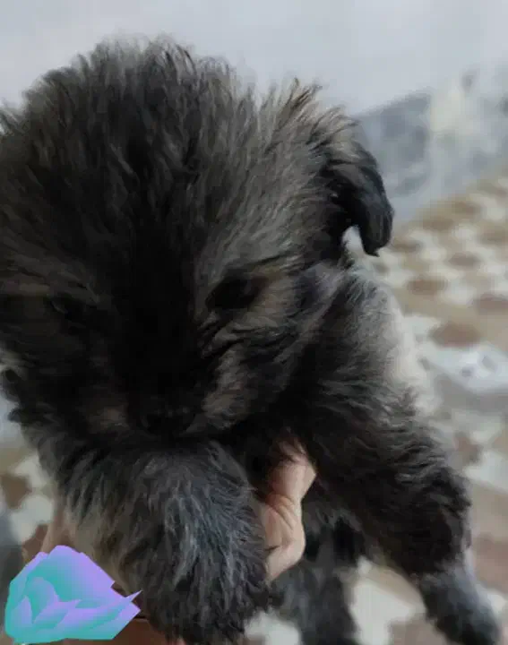 فروش سگ|سگ|چمران, |دیوار