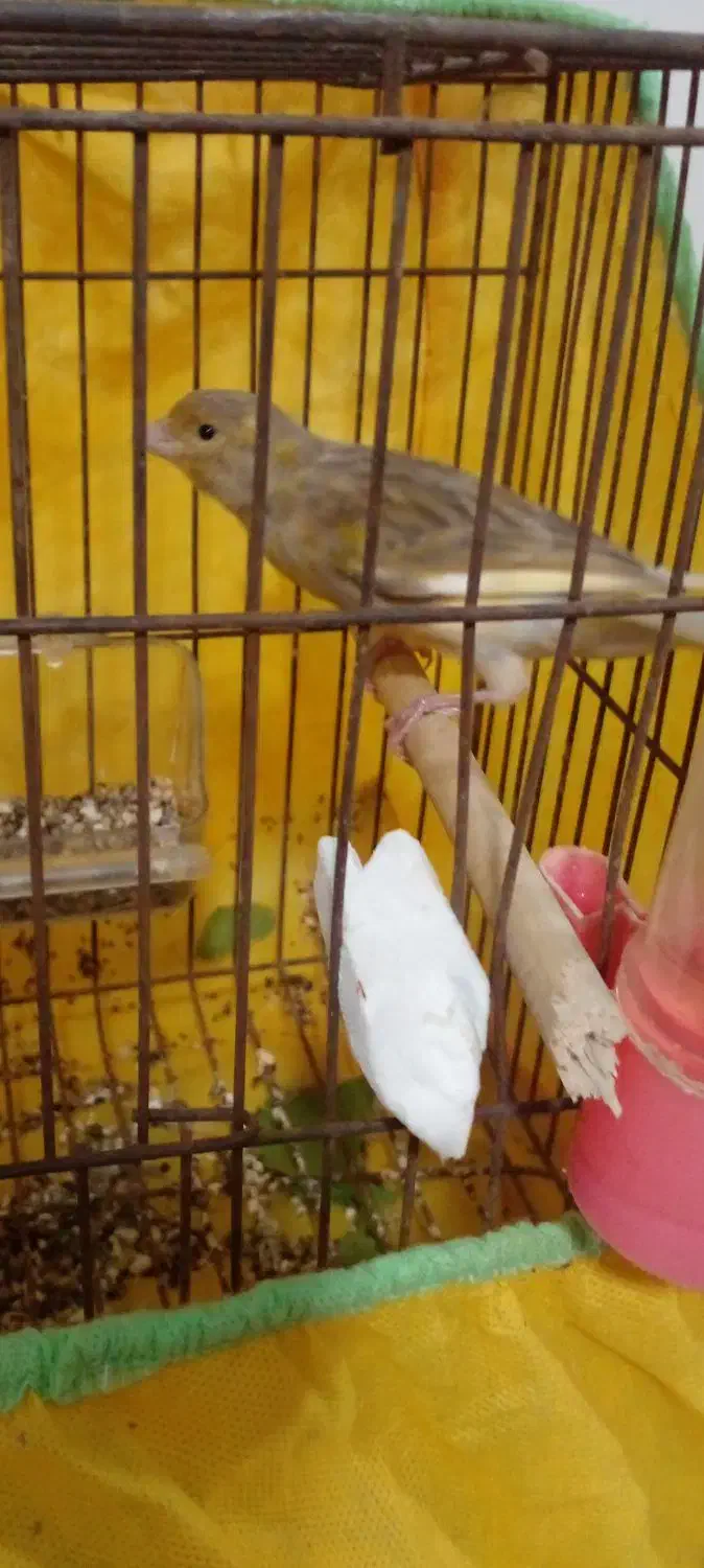 معاوضه قناری با مرغ|پرنده|رامیان, |دیوار