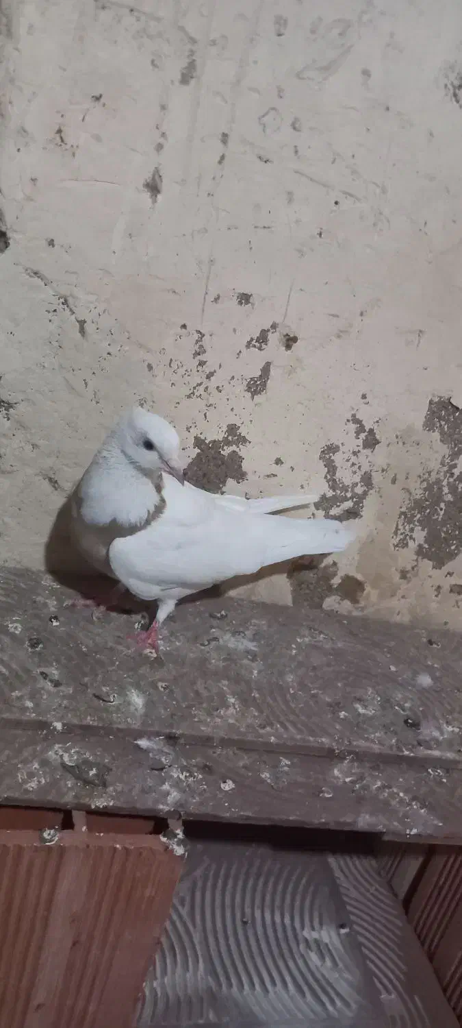 کلفه ماده عسل همدانی|پرنده|اردبیل, |دیوار