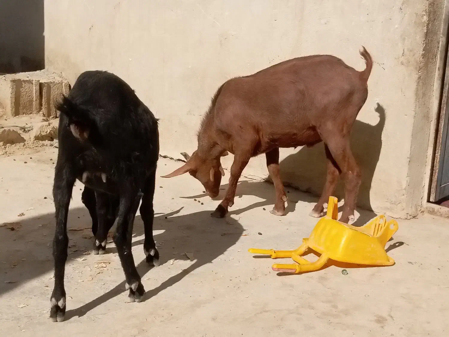 تروشت اصل نژاد مورسیا|حیوانات مزرعه|مهرستان, |دیوار