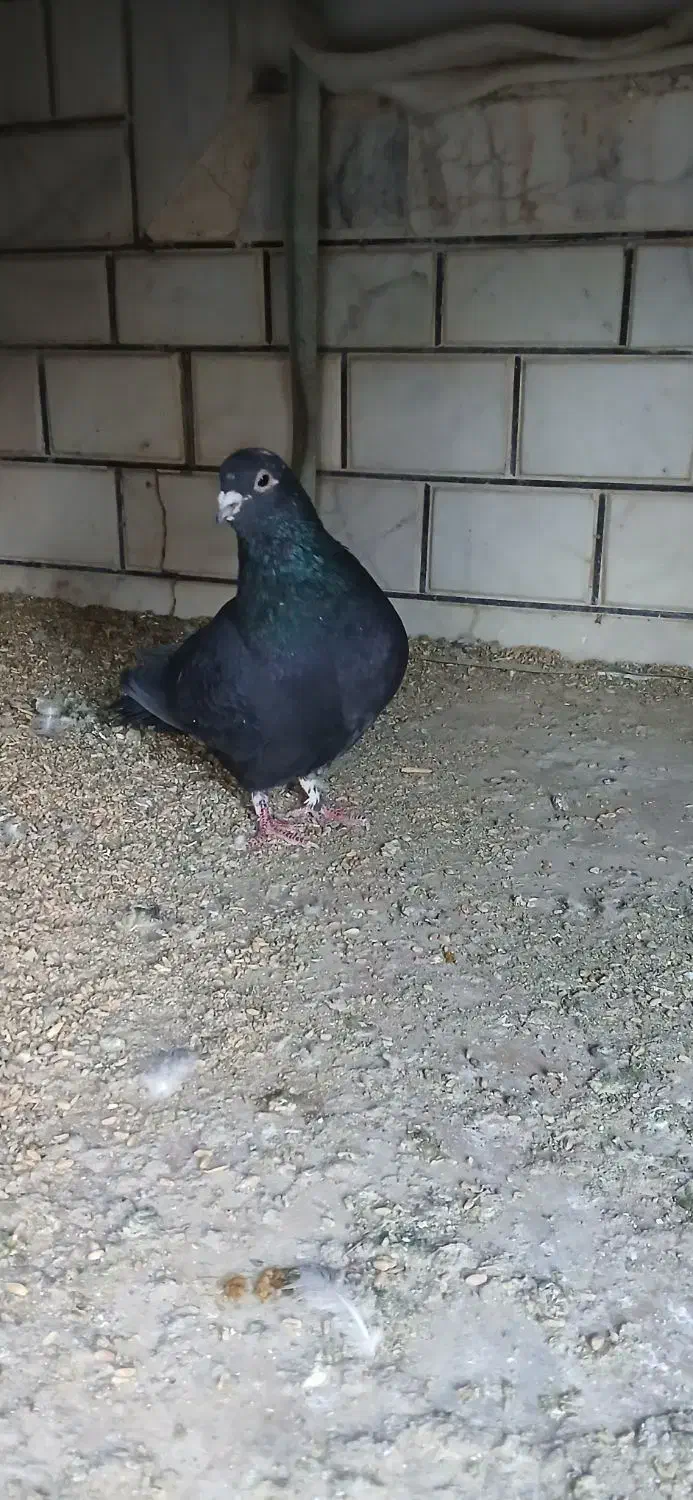 کفتر غلاق دمگیر|پرنده|خمینی‌شهر, |دیوار