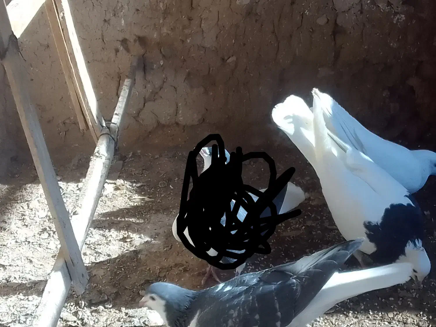 کفتر|پرنده|تربت‌حیدریه, منظر|دیوار