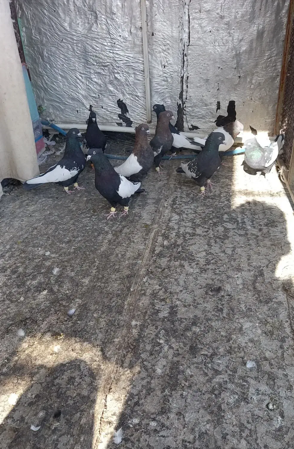 دسته سینه|پرنده|مرودشت, ثبت احوال|دیوار