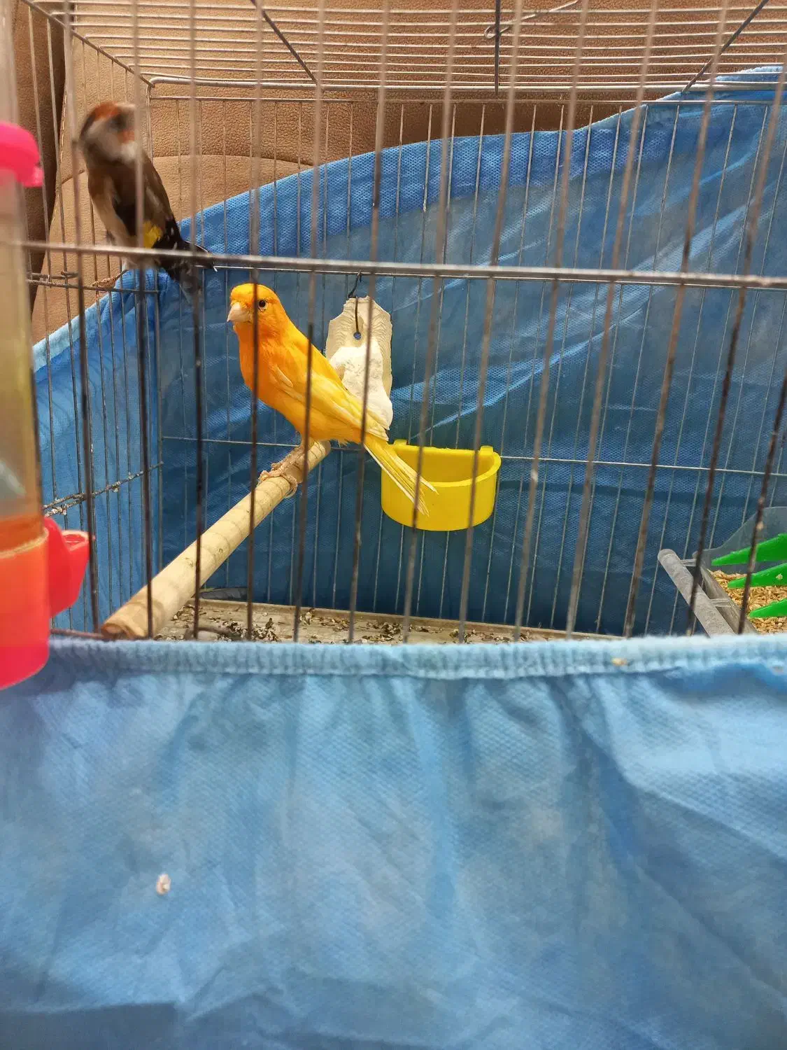 قناری و سهره نر|پرنده|قزوین, |دیوار