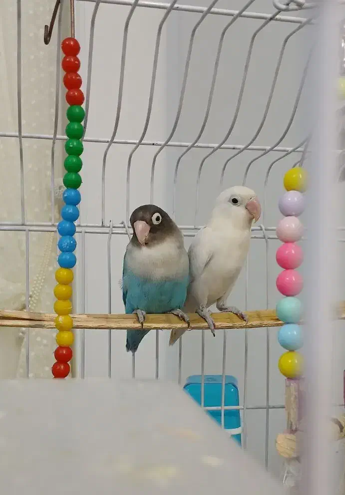 طوطی برزیلی|پرنده|قم, الغدیر|دیوار