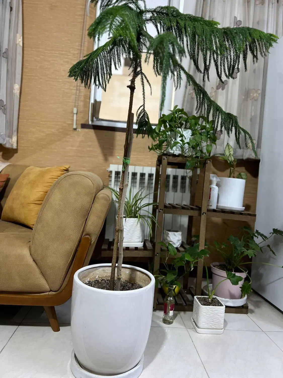 گلدان|گل و گیاه طبیعی|شیراز, آزادگان|دیوار