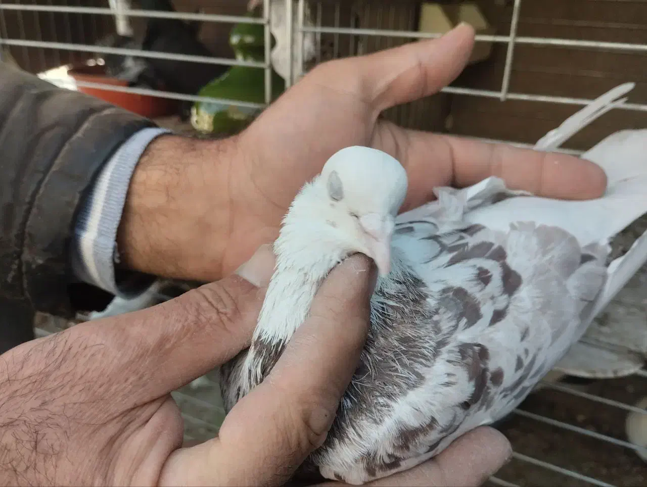 کبوتر|پرنده|قرچک, زیبا شهر|دیوار