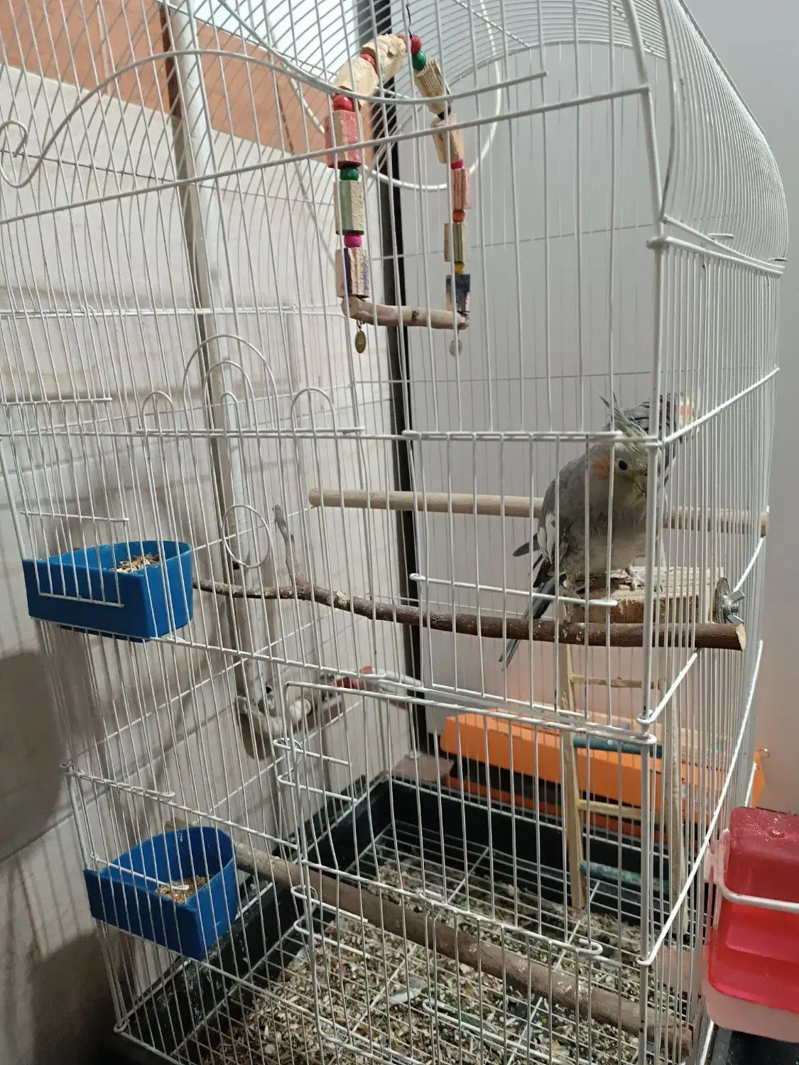 دو عدد عروس هلندی|پرنده|قرچک, مهدیه|دیوار