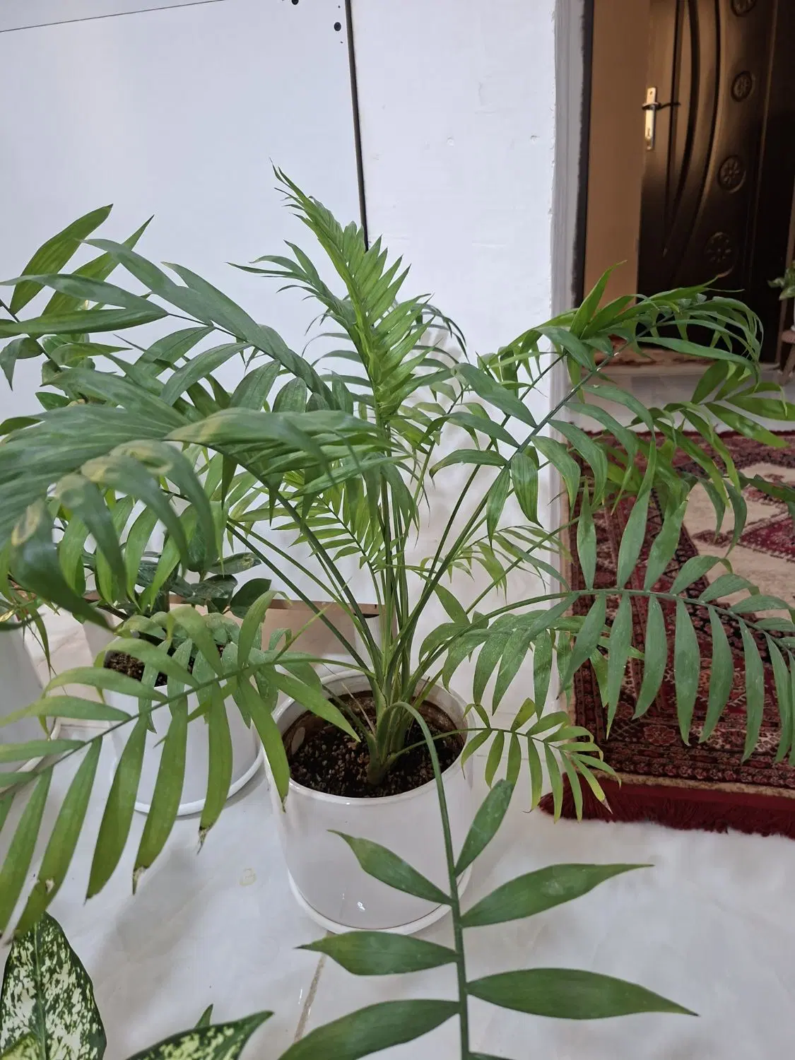 گل طبیعی|گل و گیاه طبیعی|کرمانشاه, |دیوار