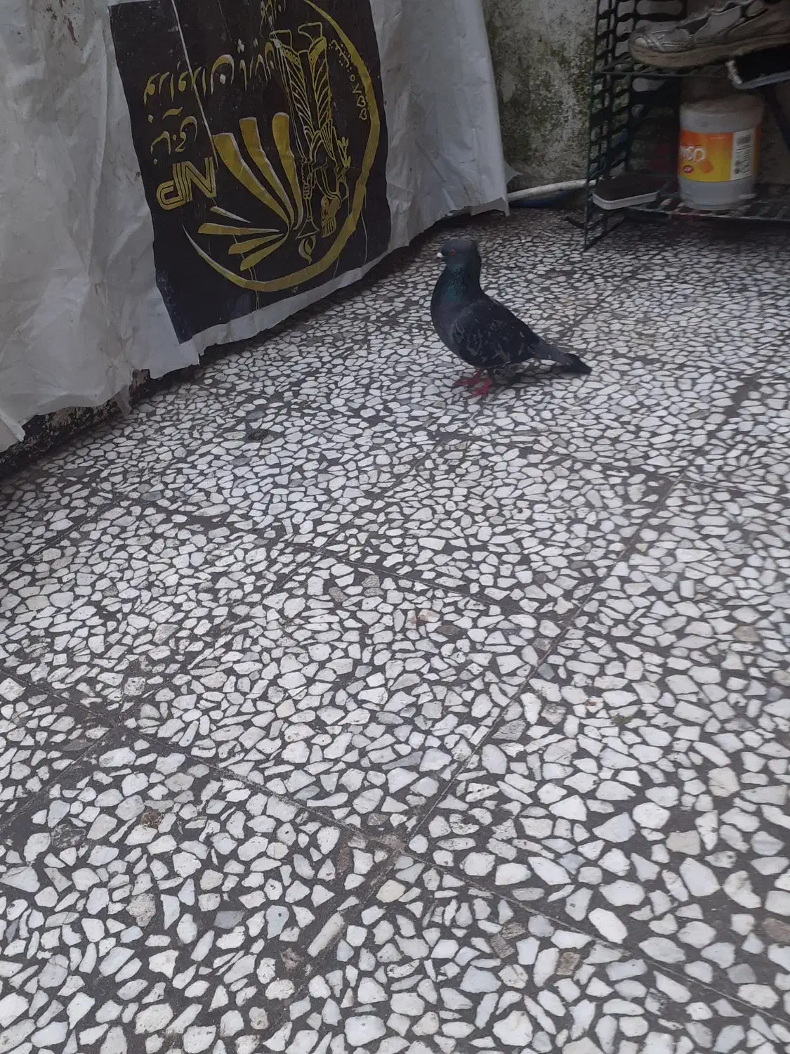 کبوتر|پرنده|رشت, شهرک آیت الله منتظری|دیوار