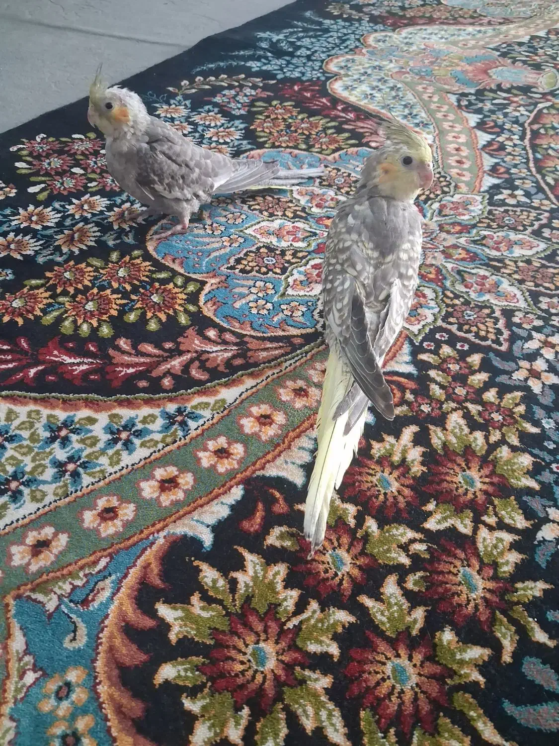 عروس هلندی جفت|پرنده|شاهینشهر, حاجی آباد|دیوار