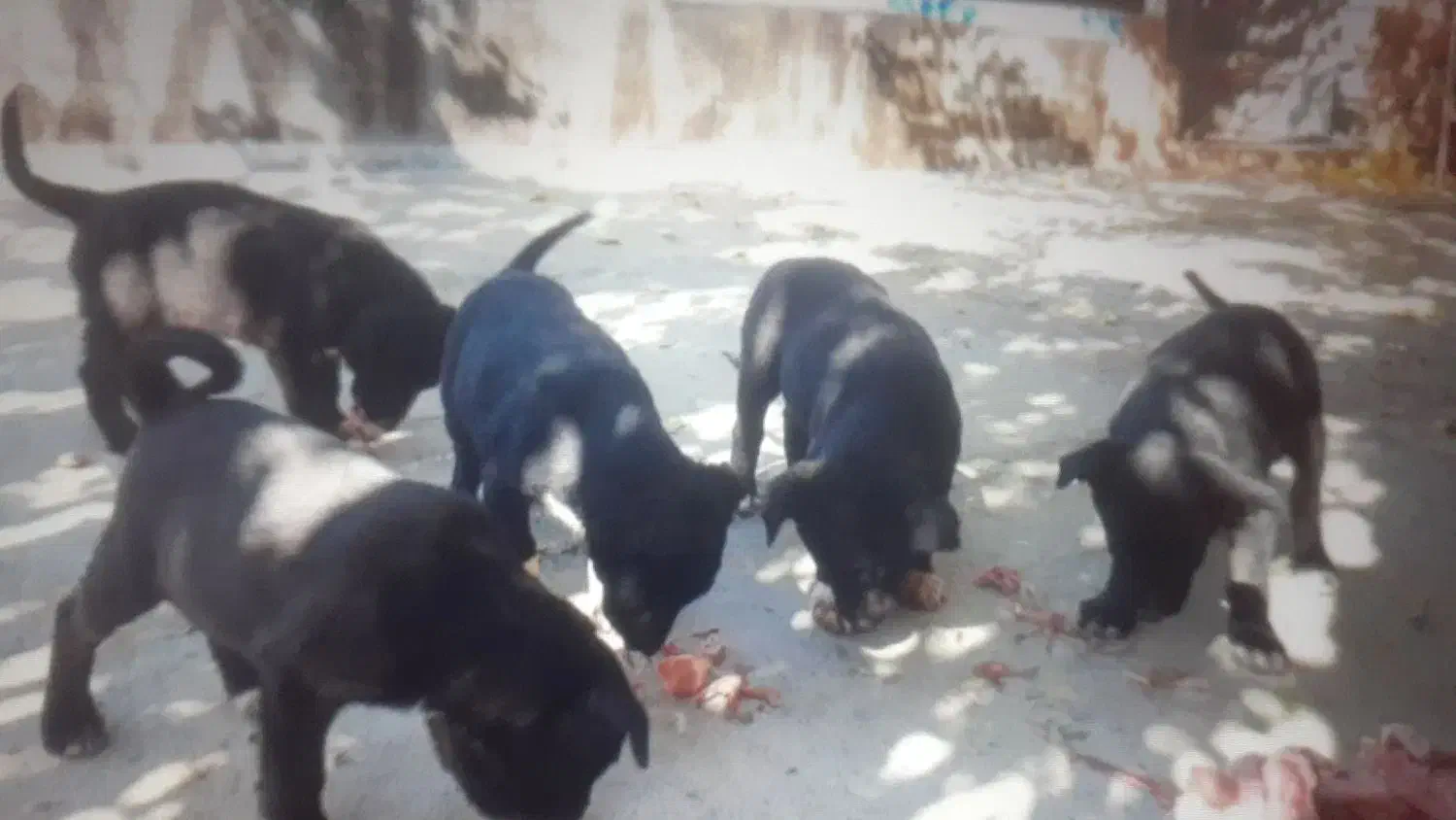 فروش توله سگ|سگ|شیراز, سهل‌آباد|دیوار