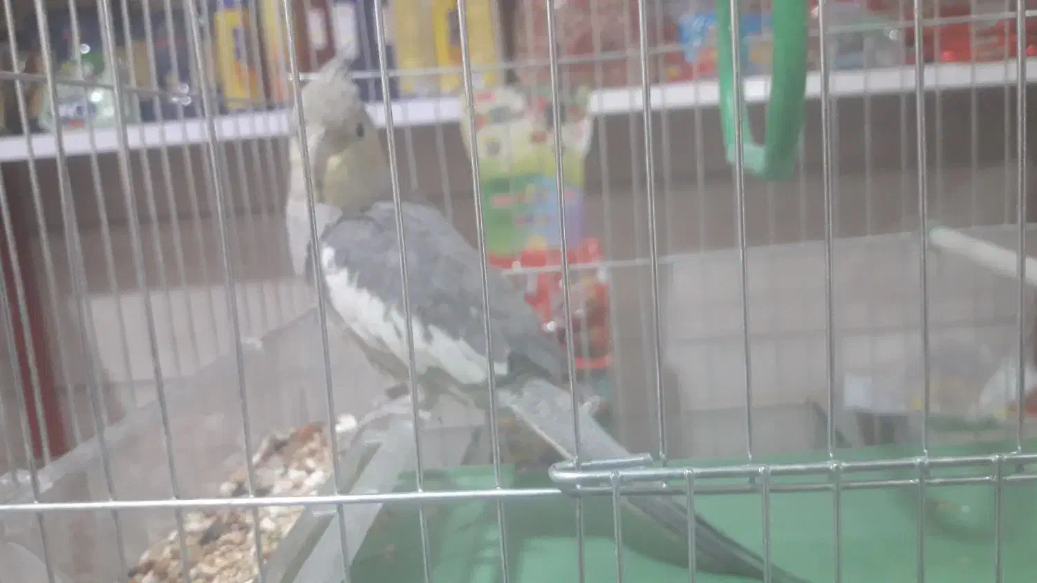 عروس هلندی|پرنده|خرمآباد, |دیوار