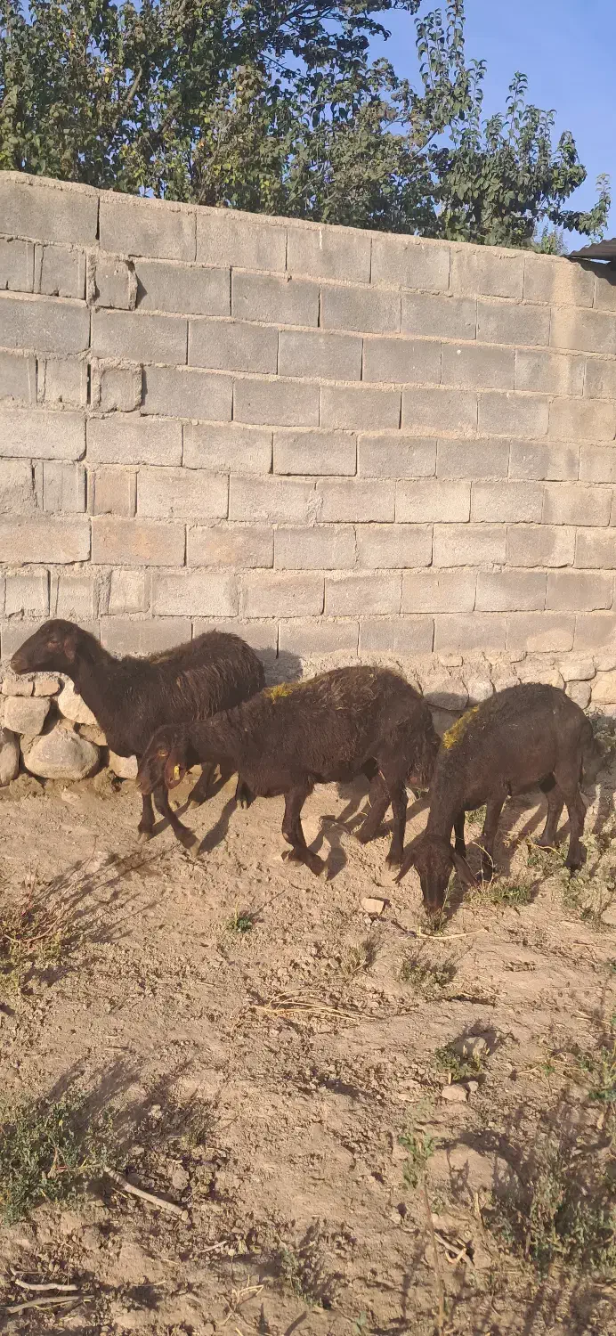 شیشک افشاری|حیوانات مزرعه|چاپشلو, |دیوار