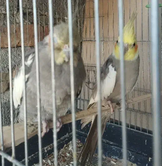 عروس هلندی|پرنده|ایرانشهر, |دیوار