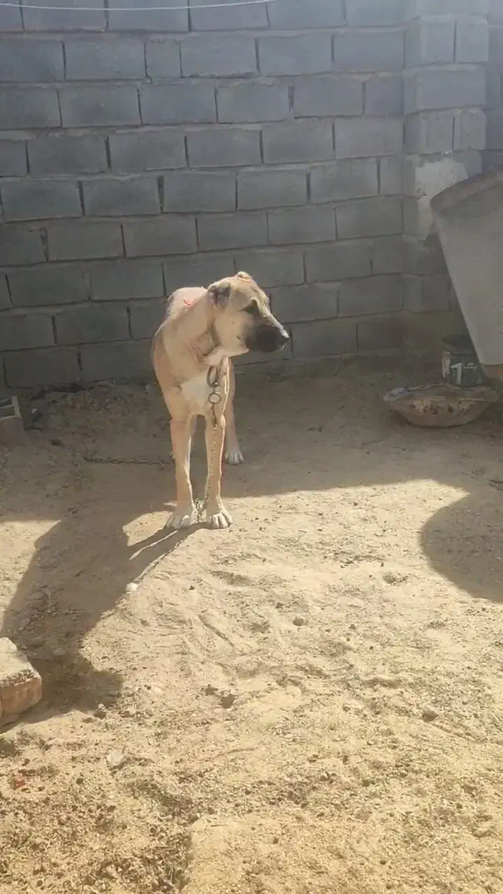 واگذاری توله|سگ|رضویه, |دیوار