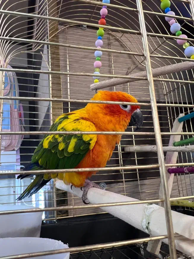 طوطی  راهب و خورشیدی|پرنده|اهواز, ۳۰ متری|دیوار