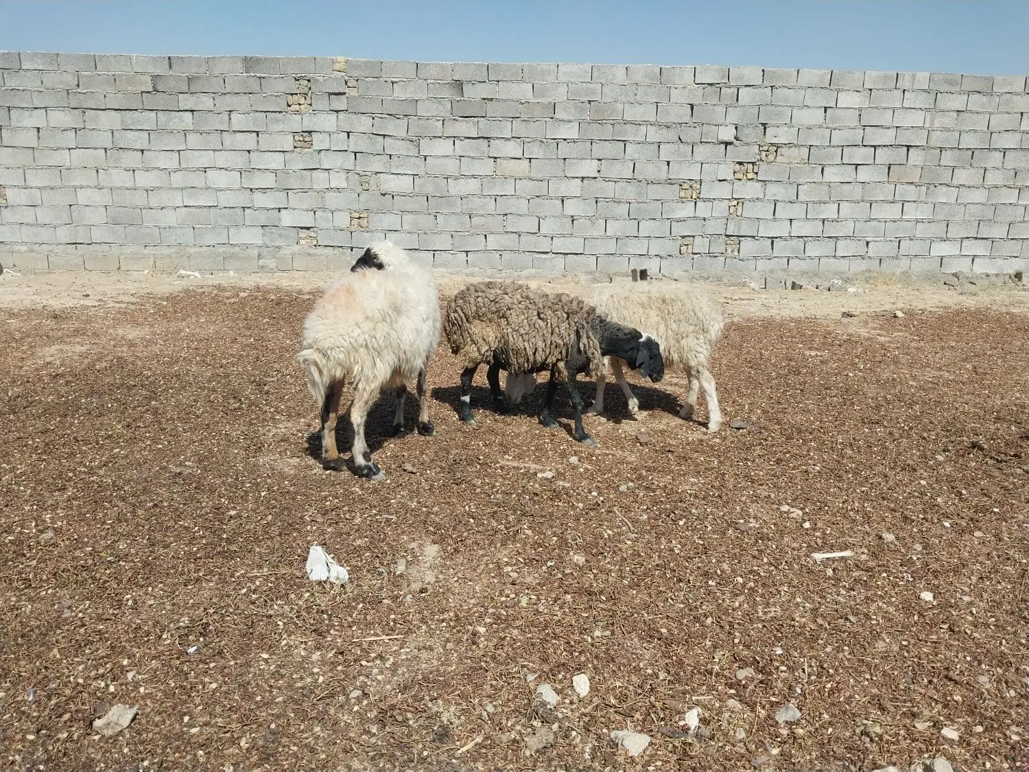 میش|حیوانات مزرعه|خواف, |دیوار