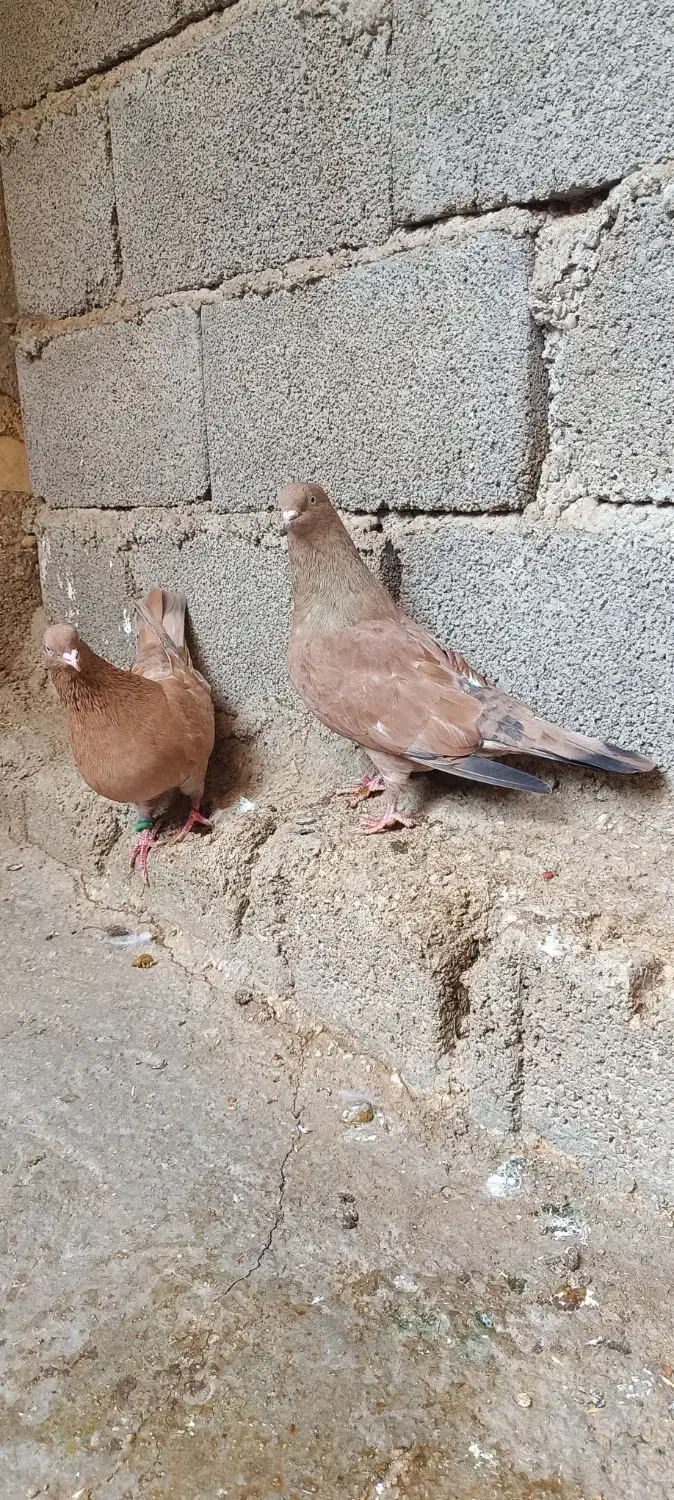 کله ای تاپ|پرنده|اهواز, کیانپارس |دیوار