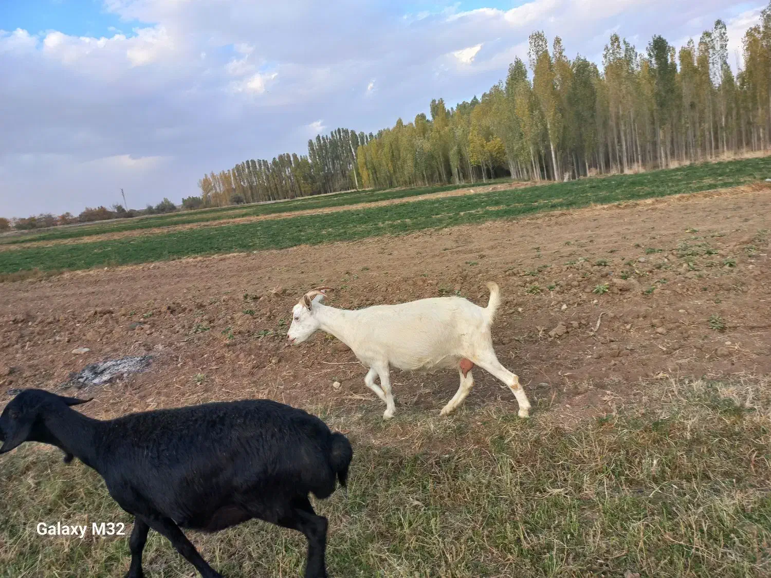 بز سانین|حیوانات مزرعه|ایجرود, |دیوار