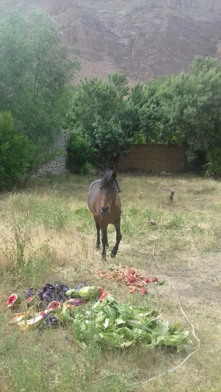 اسب سرخ|اسب و تجهیزات اسب‌سواری|تفت, |دیوار