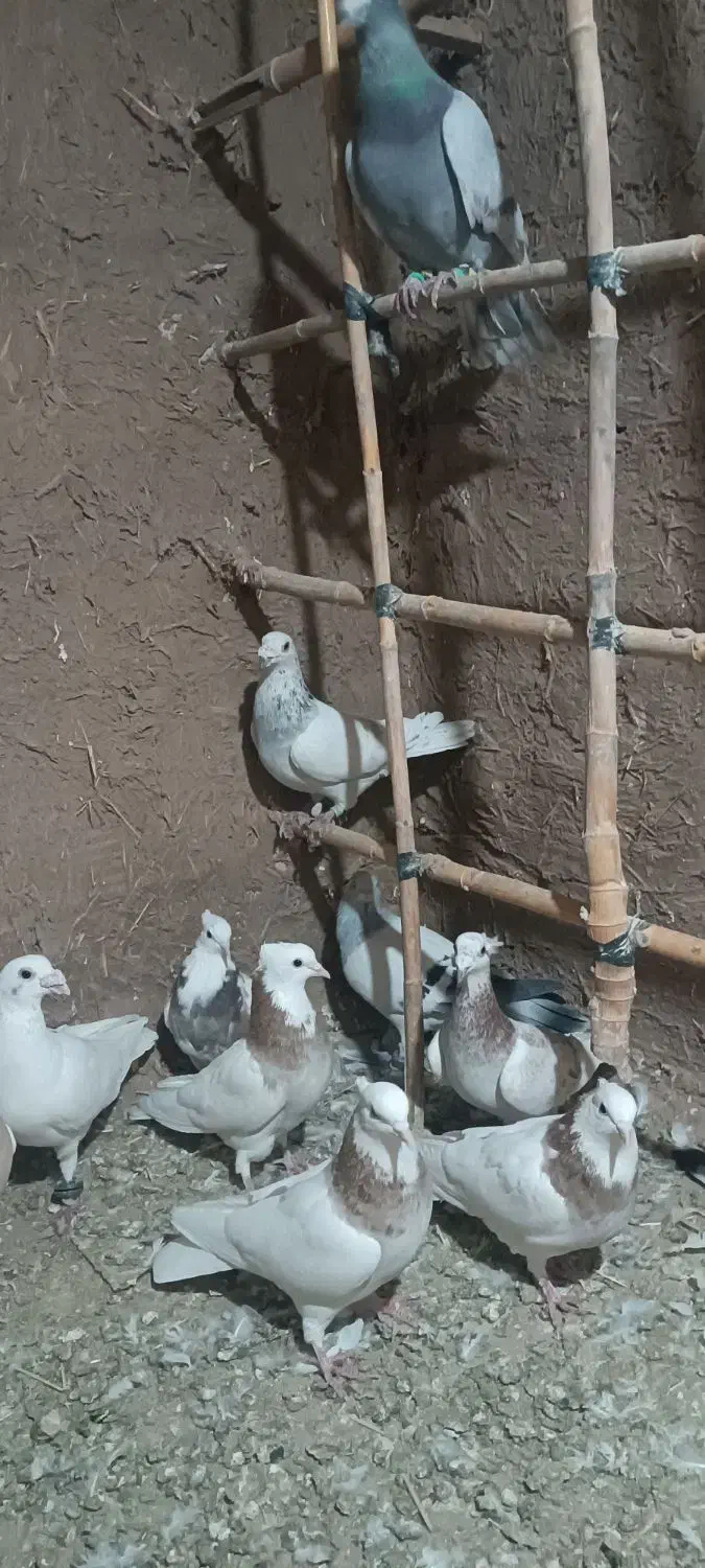 کفتر ده عدد|پرنده|سبزوار, شرق کال شمالی|دیوار