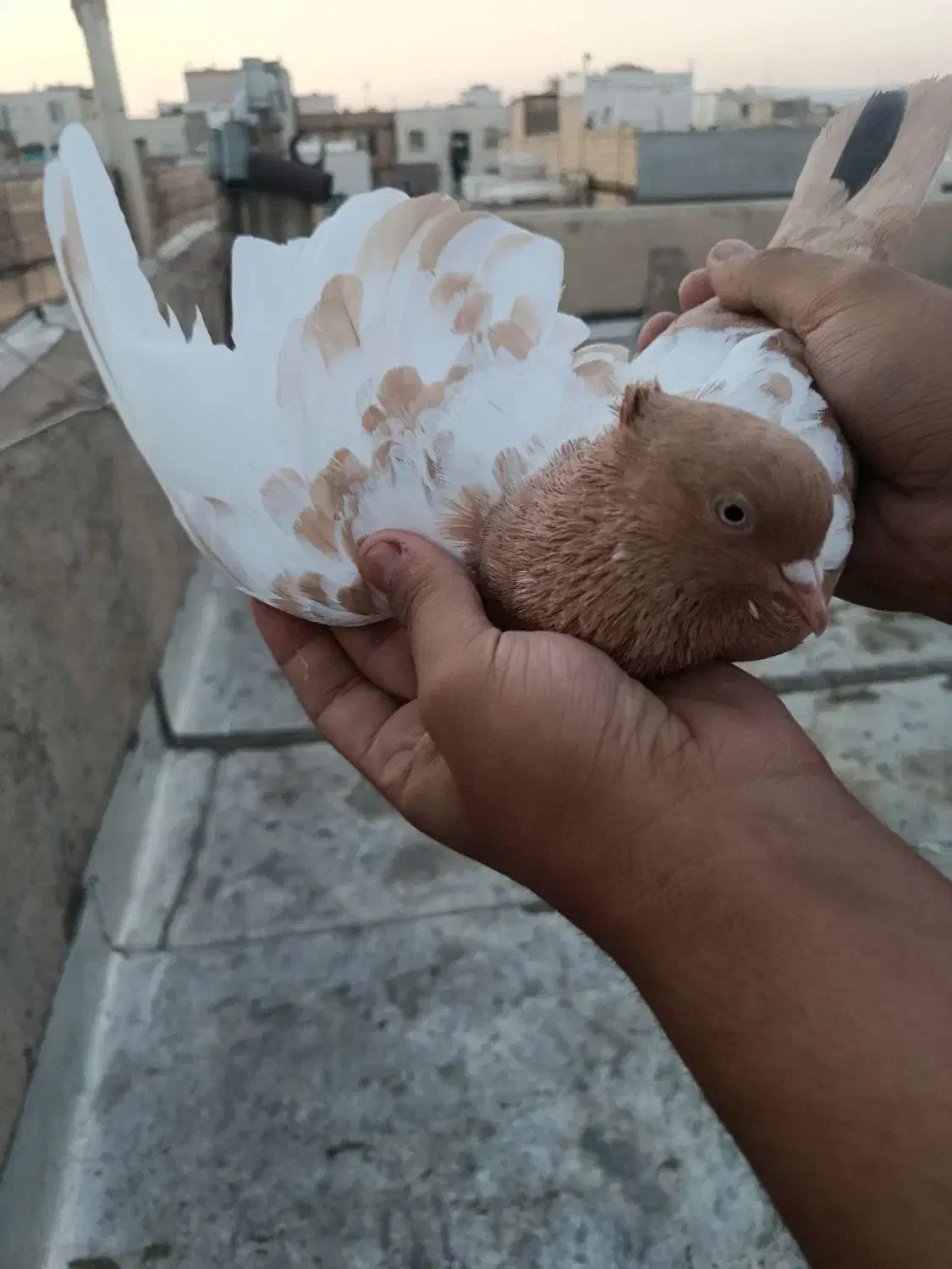 کبوتر کفتر جفتی|پرنده|اقبالیه, |دیوار