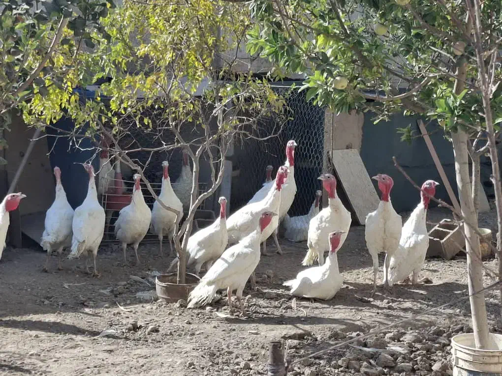 بوقلمون|حیوانات مزرعه|تهران, افسریه جنوبی|دیوار