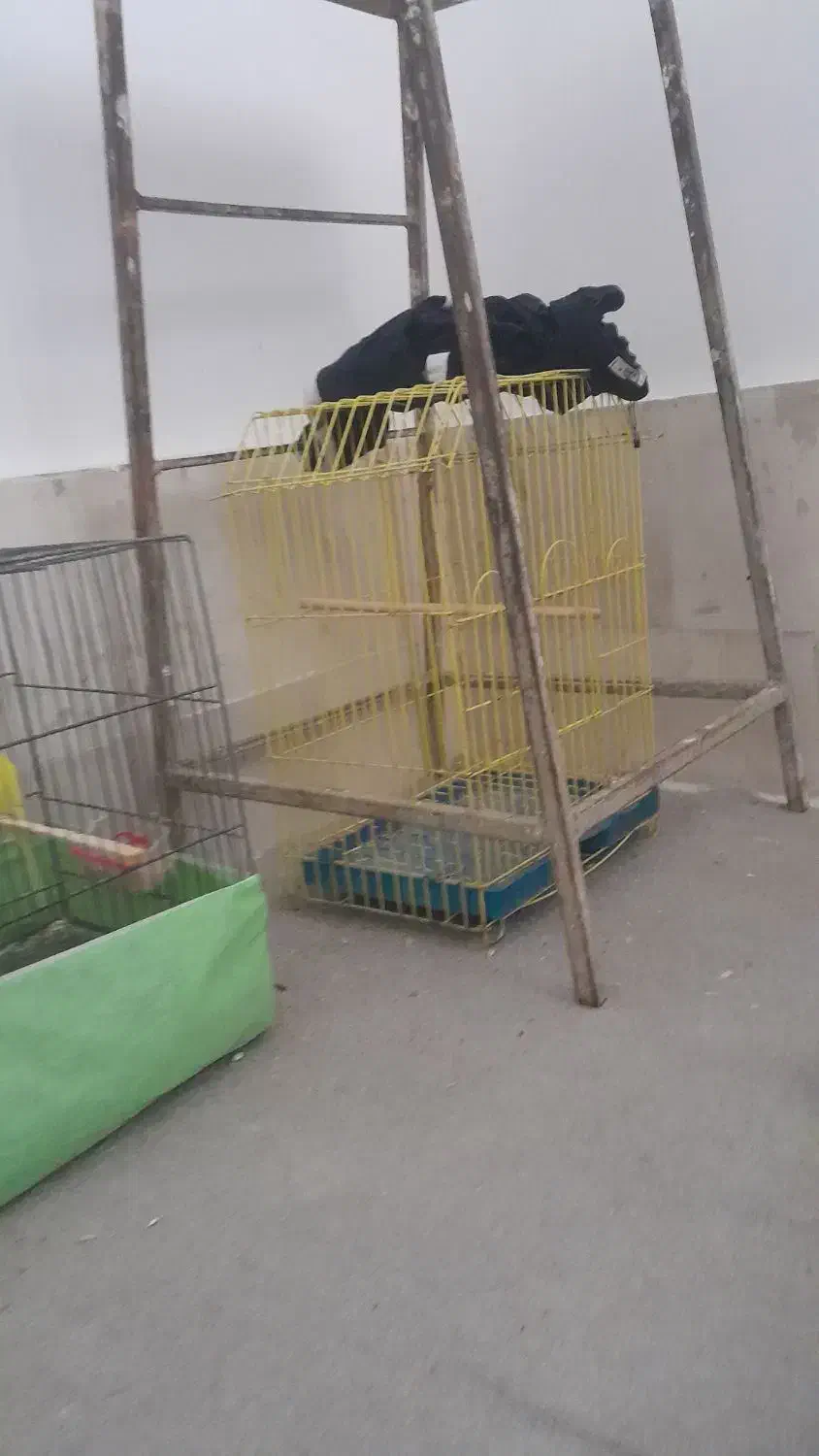 پرنده|پرنده|قم, شهرک فاطمیه|دیوار