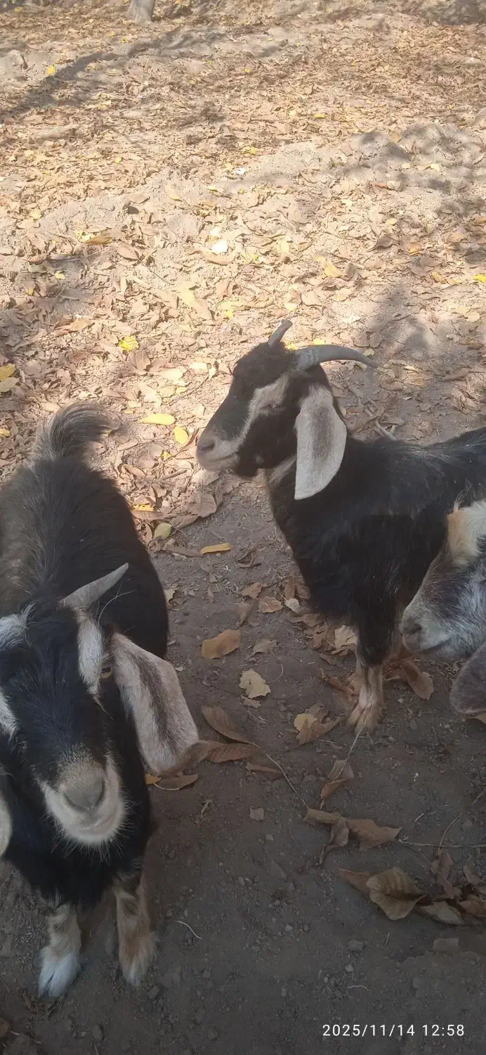 بزغاله پرگوشت برای قربانی|حیوانات مزرعه|بناب, |دیوار