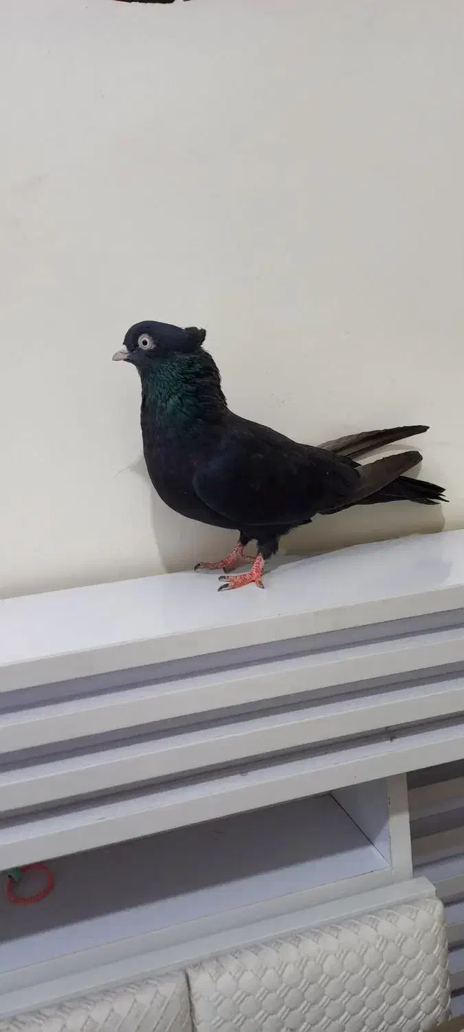 زاغ ابادنی نر جوان|پرنده|شوشتر, |دیوار