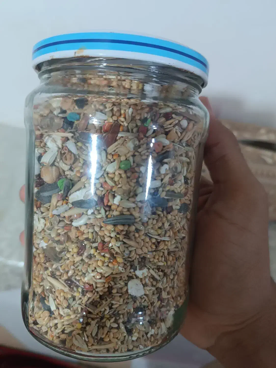 طوطی برزیلی|پرنده|بهار, |دیوار