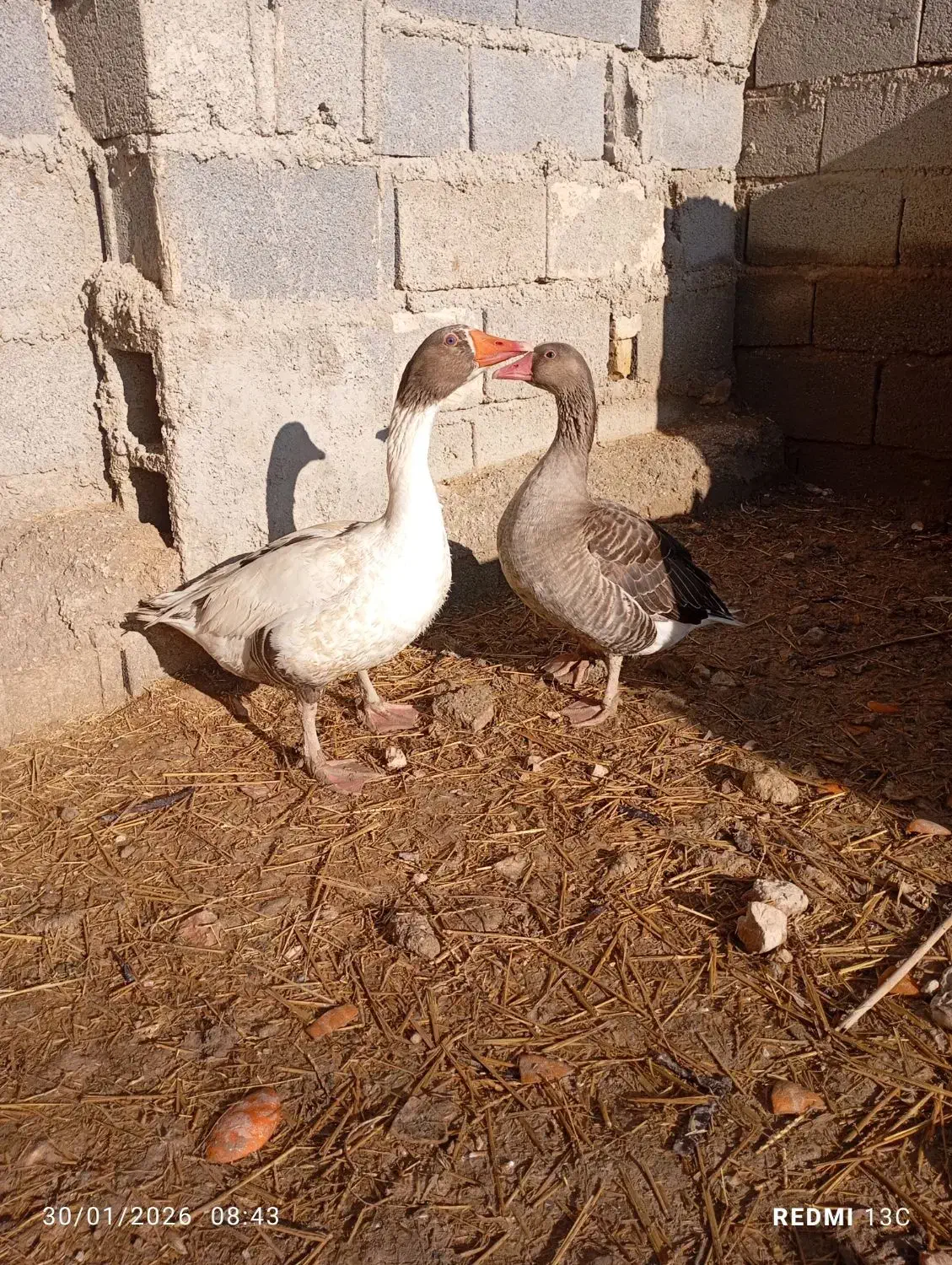 فروش یک جفت غاز|حیوانات مزرعه|مرودشت, ثبت احوال|دیوار