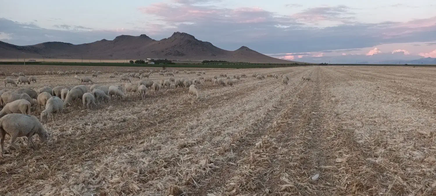 چوپان هستم|فعالیت داوطلبانه|گنبد کاووس, |دیوار